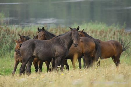 2009_08_Tordis_Horses2_101