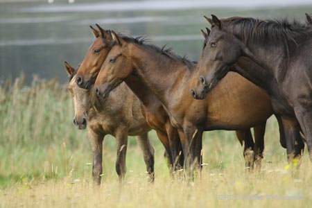 2009_08_Tordis_Horses2_103