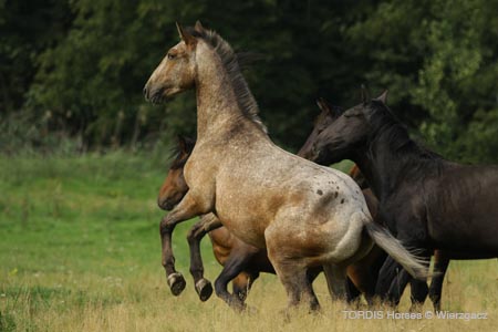 2009_08_Tordis_Horses2_106