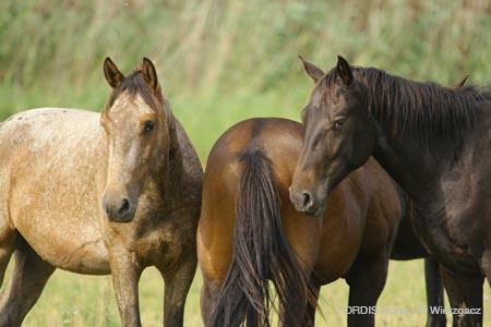 2009_08_Tordis_Horses2_107