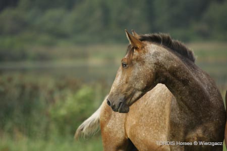 2009_08_Tordis_Horses2_108