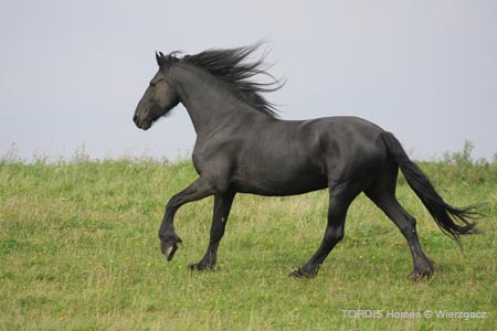 2009_08_Tordis_Horses2_114
