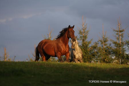 2009_08_Tordis_Horses2_117