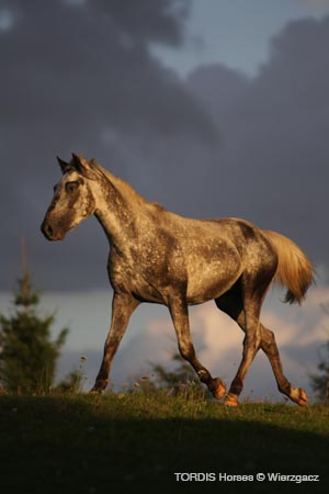 2009_08_Tordis_Horses2_120