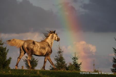 2009_08_Tordis_Horses2_125