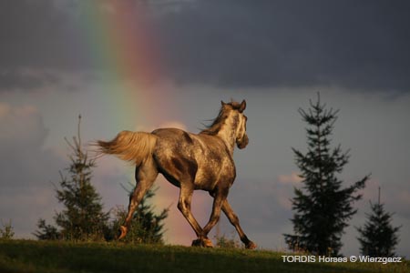 2009_08_Tordis_Horses2_126