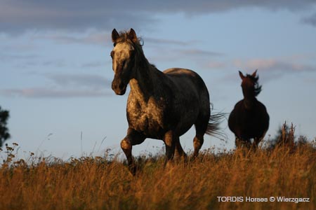 2009_08_Tordis_Horses2_127