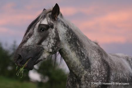 2009_08_Tordis_Horses2_130