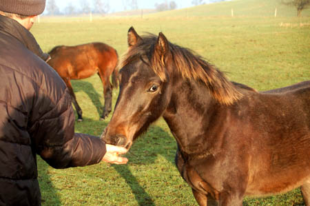 DSC_0696641M.Mroz84kop0026