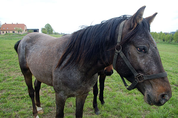 Freizeitpferd TORDIS Baron
