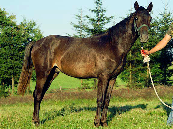 Freizeitpferd TORDIS Baron