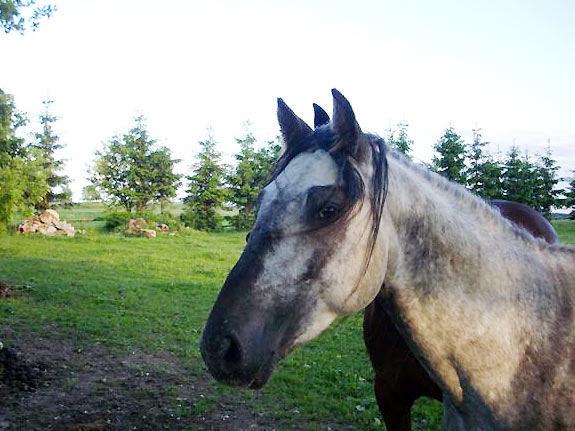 Freizeitpferd TORDIS Baron