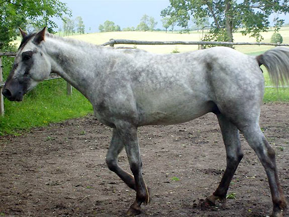 Freizeitpferd TORDIS Baron